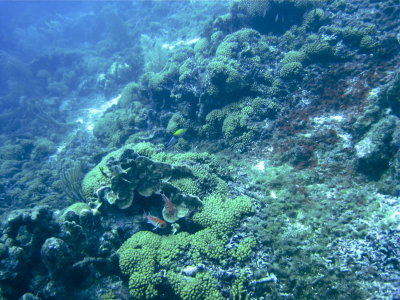 Curaçao Underwater 2010