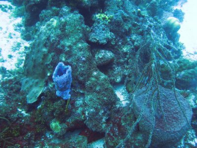 Tube Coral