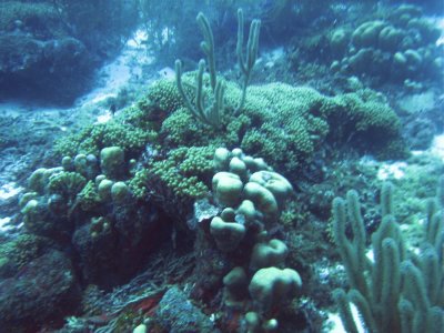 Coral garden