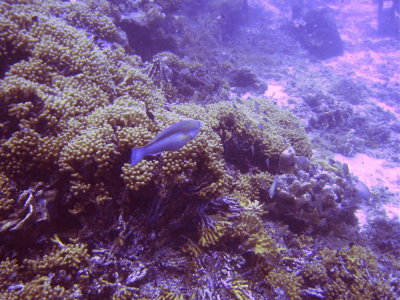 Alone in the Coral Garden