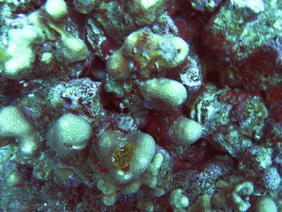Mushroom Garden