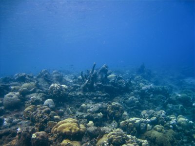 Coral Garden