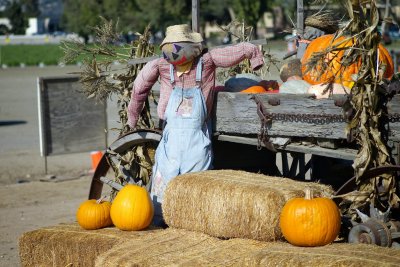 Country Pumpkin