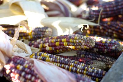 Indian Corn