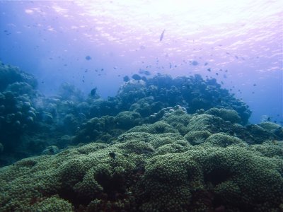 Beneath the Caribbean Sea