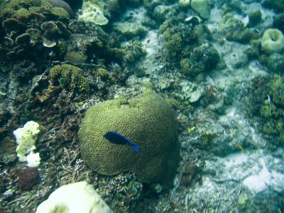 Coral Garden