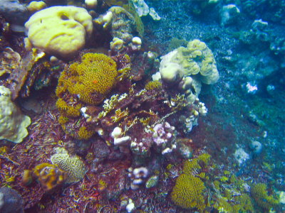 Corals