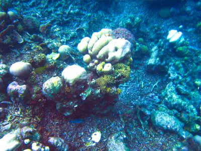 Corals