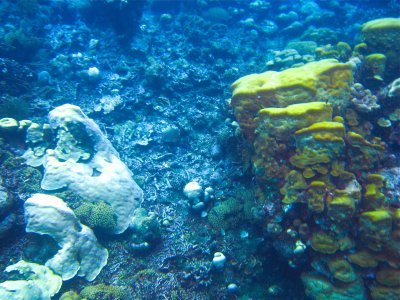 Coral Garden