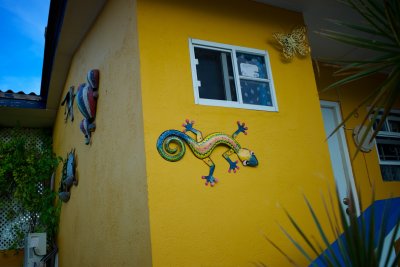 Caribbean Gecko
