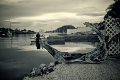 Caribbean Driftwood