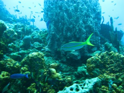 Wonderful Sea Life in Dominica