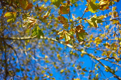 Fall Colors in SoCal