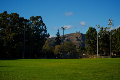 The Two Trees