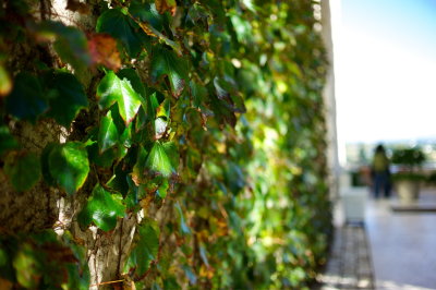 Leafy Wall