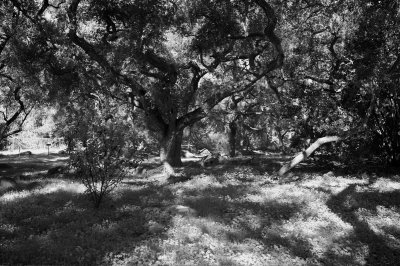 On the Trail...