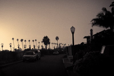 Cars and Palm Trees
