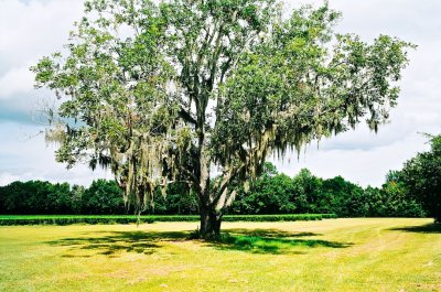 Oak tree 