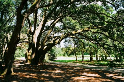 Shady spot 