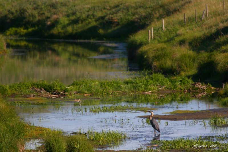 heron-linden.jpg