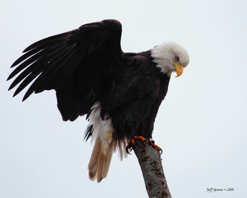 boundary-bay-eagle-5d-cropp.jpg