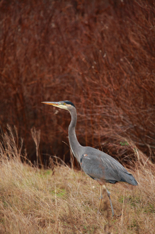 blue-heron-bdry-bay-Lt.jpg