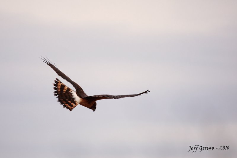 nothern-harrier-hunting.jpg