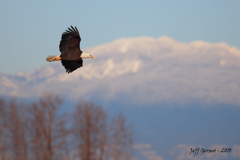 eagle-soaring2.jpg