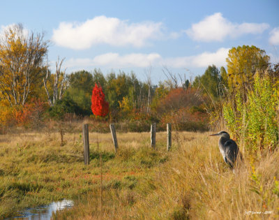 boundary-bay-blue-heron2.jpg