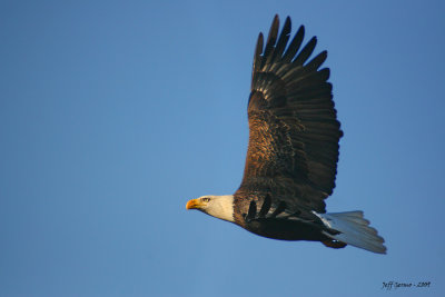 inflight-eagle.jpg