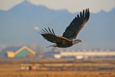 eagle-passing-through.jpg