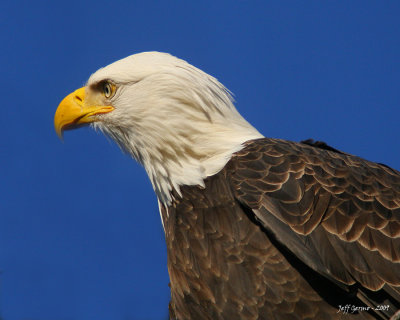 eagle-closeup.jpg