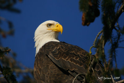 eagle-closeup3.jpg