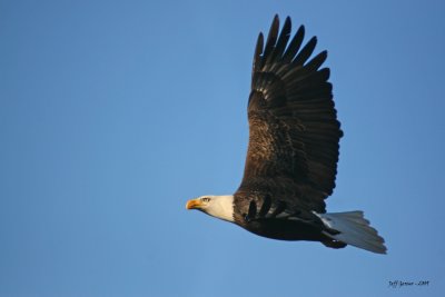 inflight-eagle2.jpg