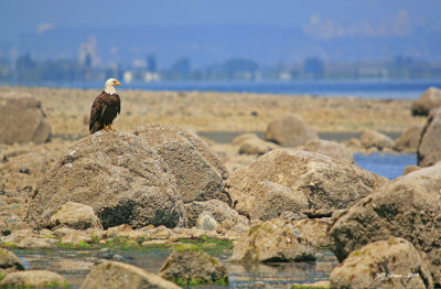 eagle-against-city.jpg