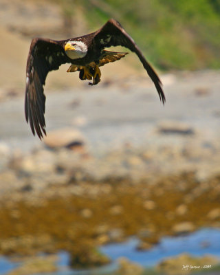 vertical-eagle-with-lunch.jpg