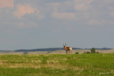 antelope-skyline.jpg