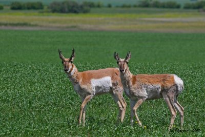 antelope-twins.jpg