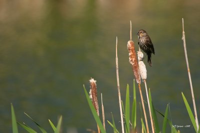 female-rewing-blackbird.jpg