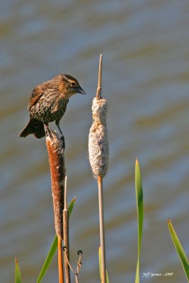 female-rewing-blackbird2.jpg