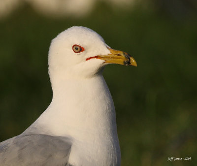gull-headshot.jpg