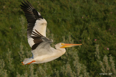 linden-pelican-on-wing.jpg