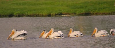 Linden-Pelicans8.jpg