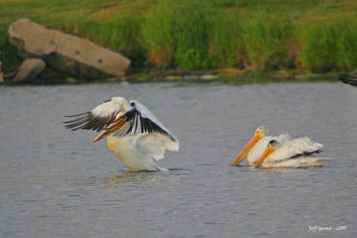 Linden-Pelicans9.jpg