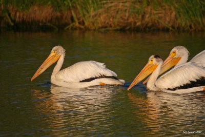 Linden-Pelicans13.jpg