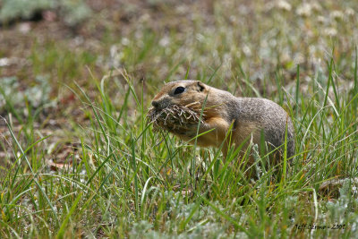 mouthful-gopher.jpg