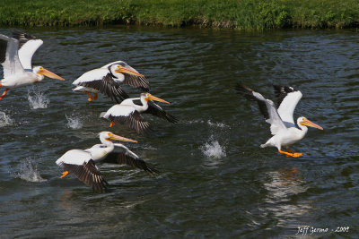 linden-pelicans16.jpg