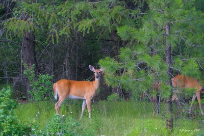 deer-cranbrook.jpg