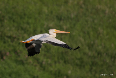 linden-pelican-on-wing3.jpg