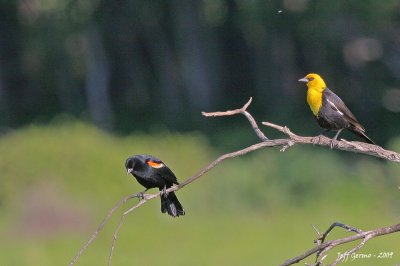red-yellow-blackbirds.jpg